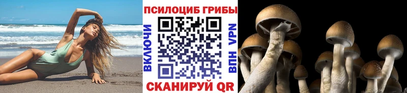 Галлюциногенные грибы Psilocybine cubensis  закладки  Йошкар-Ола 
