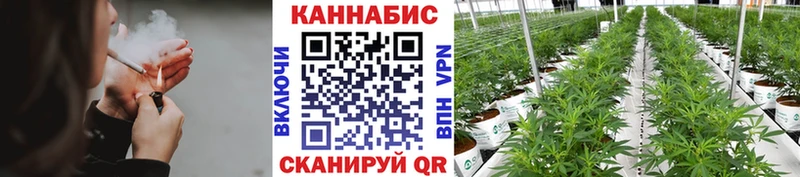 где можно купить   Йошкар-Ола  Канабис сатива 